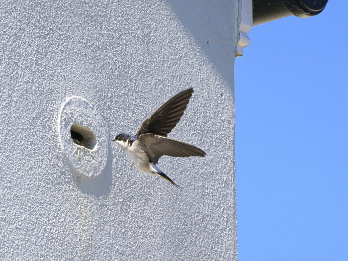 Bird using nesting box at Nansledan
