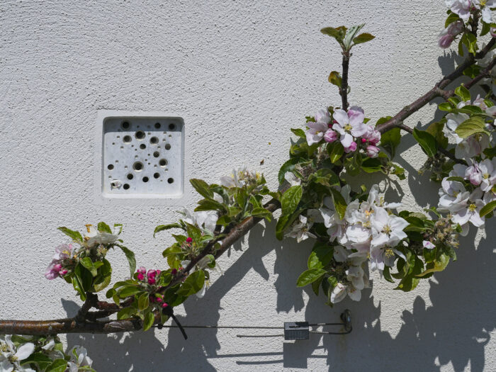 Bee bricks and trained fruit tree at Nansledan
