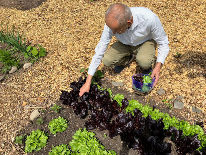 Nick picking lettuce